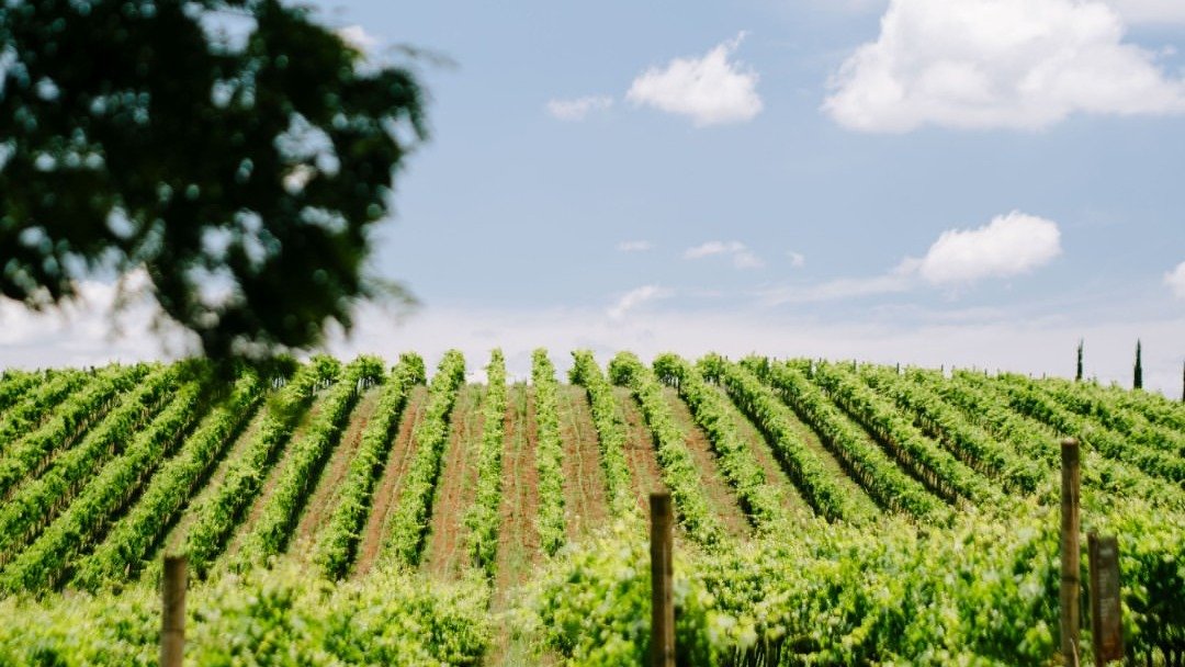 Rota do vinho em Minas: conheça as vinícolas que você precisa visitar - Reprodu&ccedil;&atilde;o/ Redes Sociais