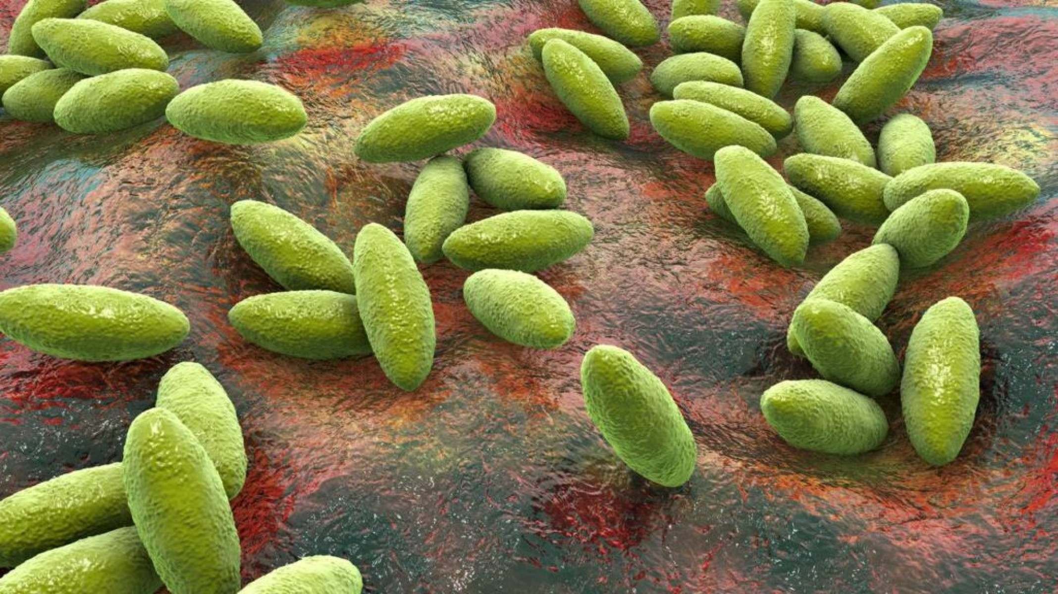 Do campo à cidade: tudo sobre a brucelose e como se proteger - Portal Giro 10