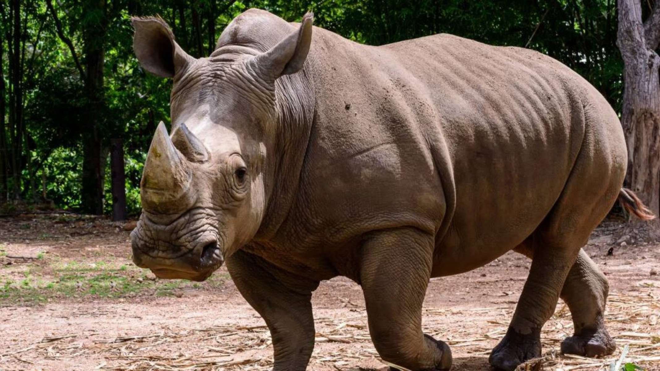 De quase extinto à esperança: a história do rinoceronte-de-Java - Portal Giro 10