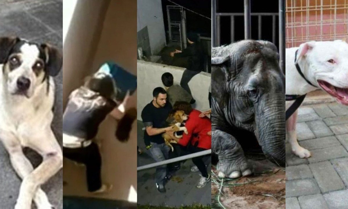 Caso Orelha: relembre 5 casos de maus-tratos a animais que pressionaram leis no Brasil - Redes sociais, TV Anhanguera, S&atilde;o Roque Not&iacute;cias, Estad&atilde;o e Gladyston Rodrigues/EM/D.A Press