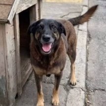 Caso Orelha: o que a perícia em celulares pode revelar em investigações criminais? - Reprodu&ccedil;&atilde;o/Redes sociais