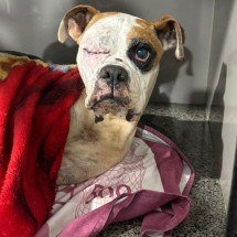 MG: mãe e filho são presos após espancamento de cadela - PMMG/Divulga&ccedil;&atilde;o