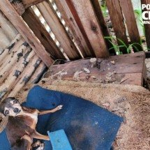 Polícia prende idoso por maus-tratos a cães; animais foram resgatados - Divulgação/PCMG