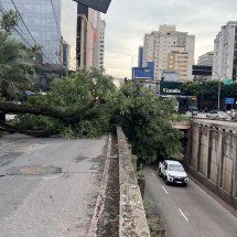 Árvore caiu atravessada na via, bloqueando a passagem de veículos -  (crédito: Edésio Ferreira/EM/D.A Press)