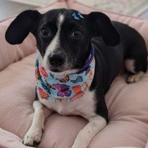 BH: evento de adoção reúne pets castrados e vacinados neste sábado (31) - SMPA/Divulgação