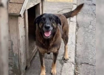 O c&atilde;o Orelha, cuja agress&atilde;o brutal em Florian&oacute;polis gerou como&ccedil;&atilde;o e resultou na apreens&atilde;o de celulares. -  (crédito: Reprodu&ccedil;&atilde;o/Redes sociais)