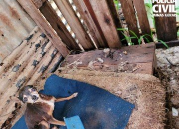 Animais são encontrados em situação de maus tratos; tutor foi preso em flagrante -  (crédito: Divulgação/PCMG)