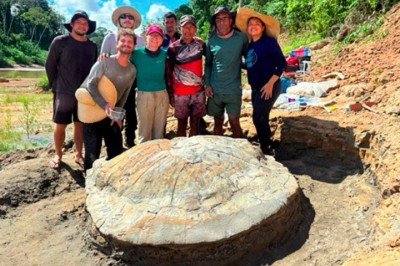 <p>Uma equipe de pesquisadores do Acre e de São Paulo descobriu um fóssil raro de uma tartaruga gigante que viveu há cerca de 13 milhões de anos na região amazônica.</p>
 -  (crédito: Divulgação)