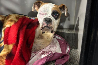 Cadela Brisa foi agredida a pauladas e perdeu um dos olhos, mas sobreviveu -  (crédito: PMMG/Divulga&ccedil;&atilde;o)