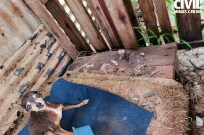 Animais são encontrados em situação de maus tratos; tutor foi preso em flagrante -  (crédito: Divulgação/PCMG)