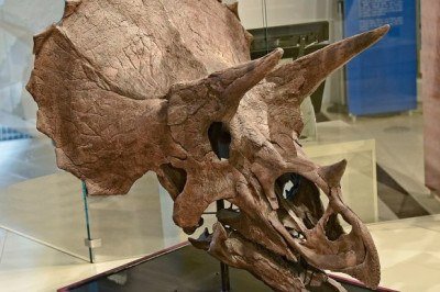 <p>Por muito tempo, acreditou-se que os grandes dinossauros com chifres existiram apenas na América do Norte e na Ásia, já que não havia registros fósseis desse grupo no continente europeu.</p>
 -  (crédito: Wikimedia Commons/Mykola Swarnyk)