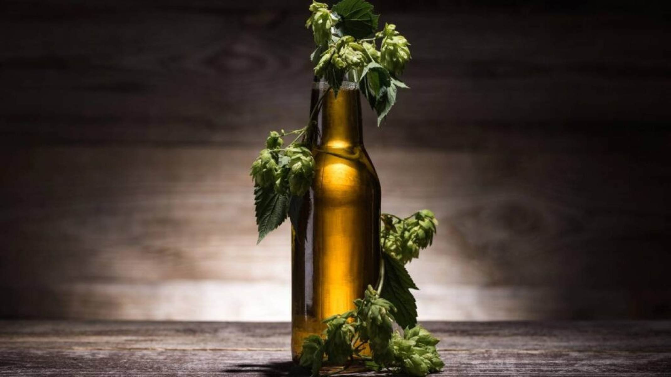 Muito além da cerveja: como o lúpulo combate o câncer - Portal Giro 10