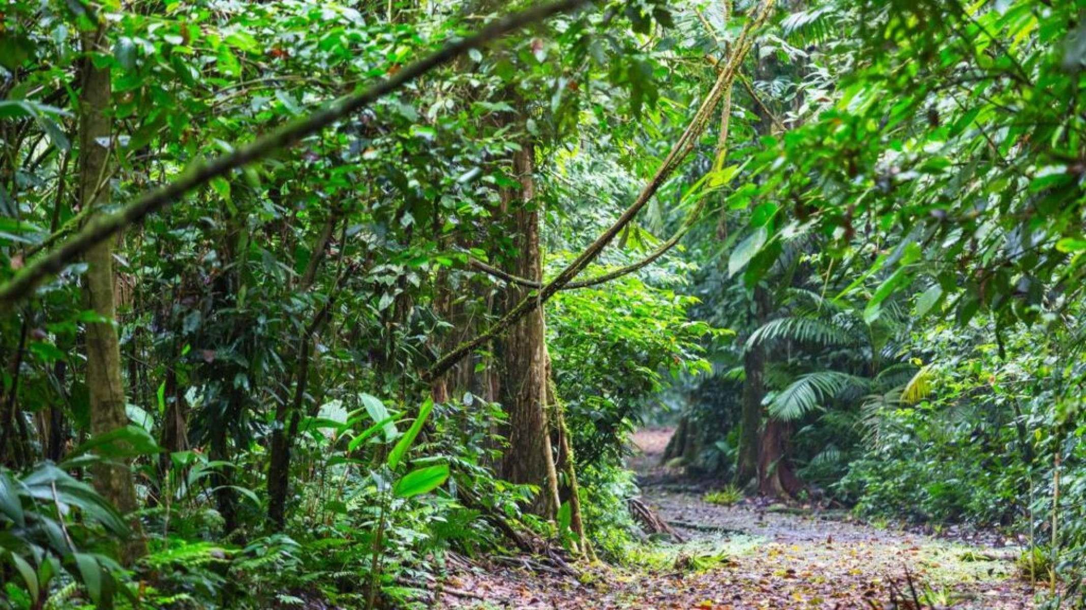 Novo fungo da Mata Atlântica consome aranhas e ganha fama de ‘zumbi’ - Portal Giro 10