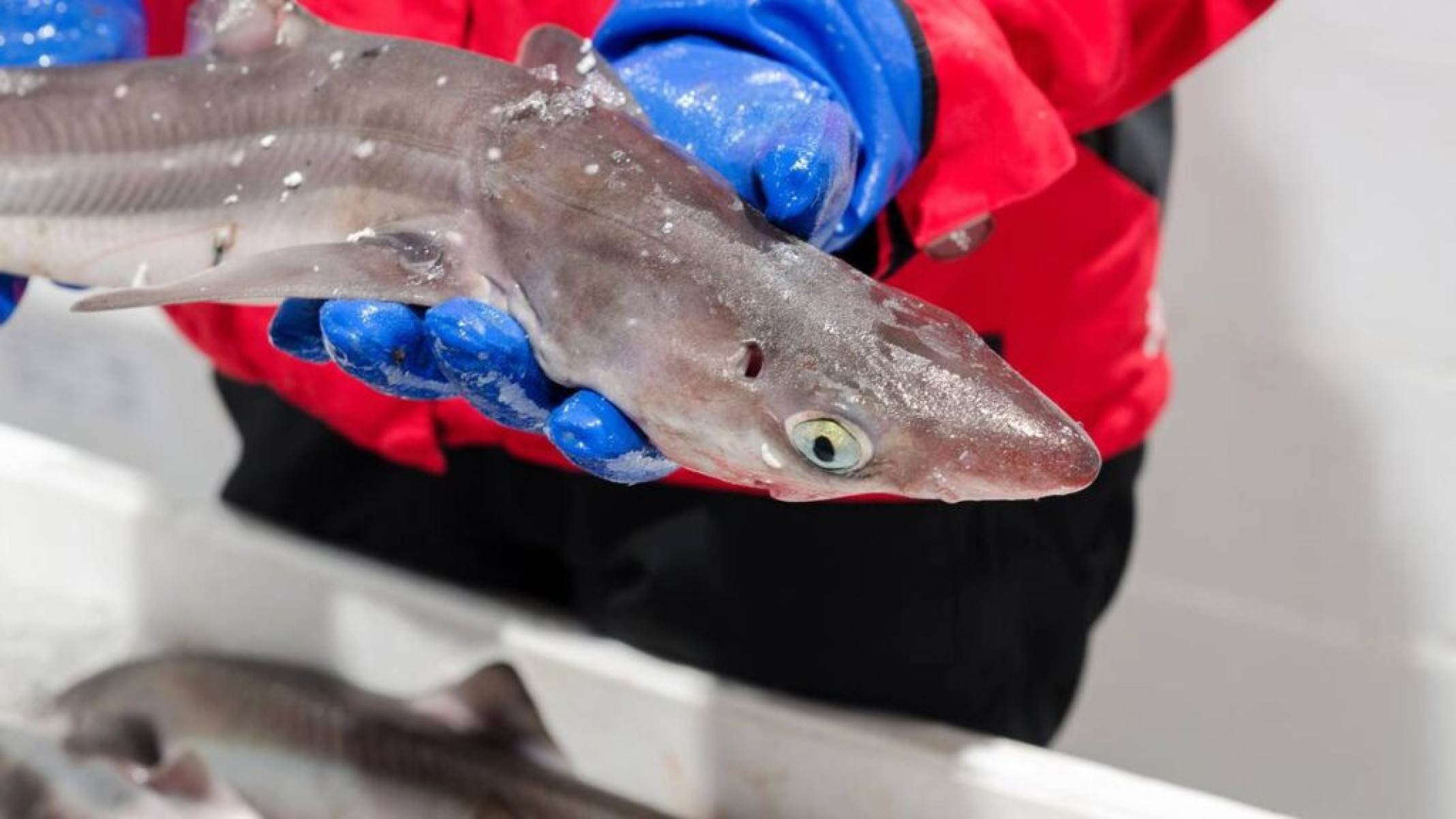 Por qual motivo comer cação é perigoso? E, afinal, cação é peixe? - Portal Giro 10