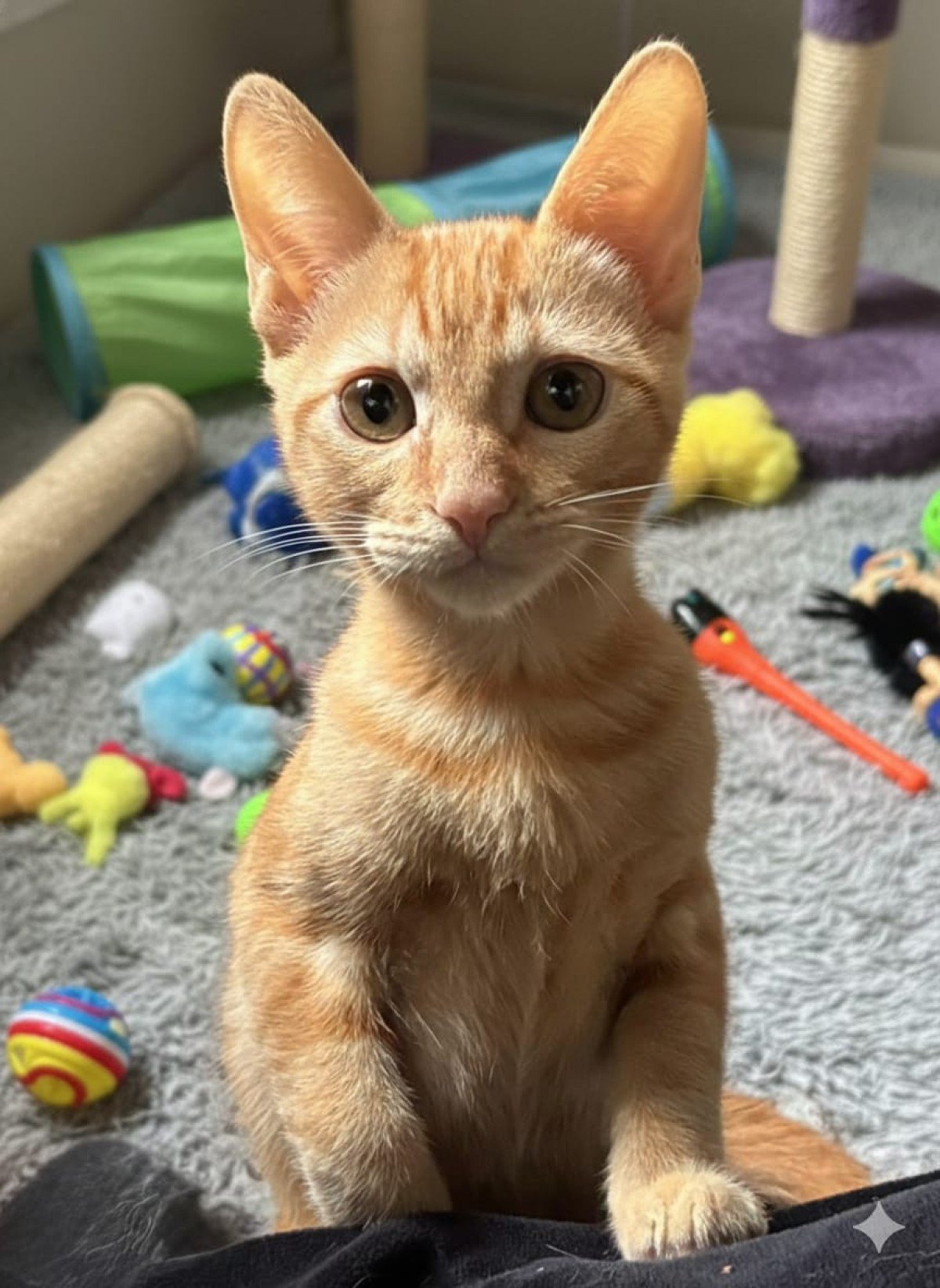 A ação acontece das 10h30 às 17h, na loja da varejista Cobasi, da Avenida Nossa Senhora do Carmo, 1700, Bairro Savassi-SMPA/Divulgação