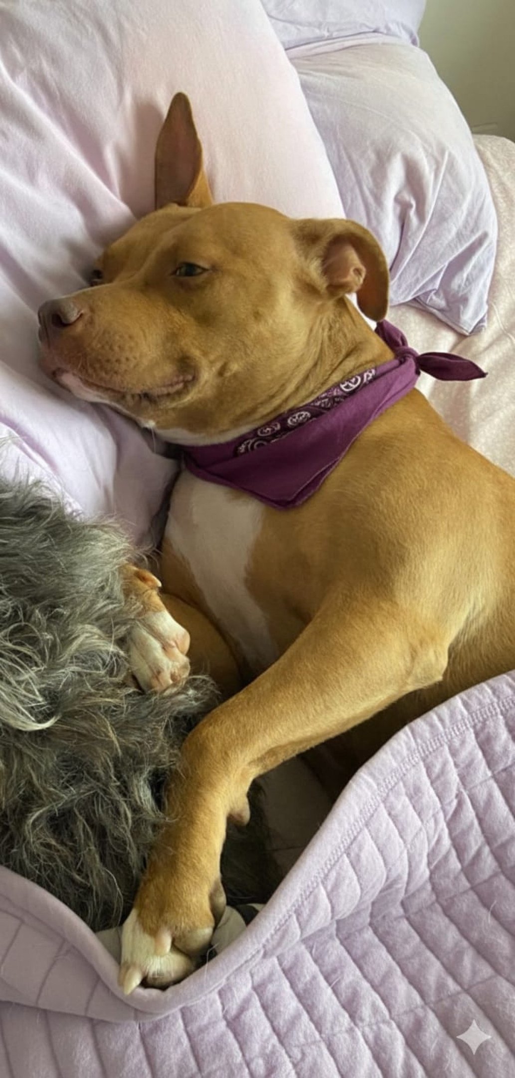 A ação acontece das 10h30 às 17h, na loja da varejista Cobasi, da Avenida Nossa Senhora do Carmo, 1700, Bairro Savassi-SMPA/Divulgação