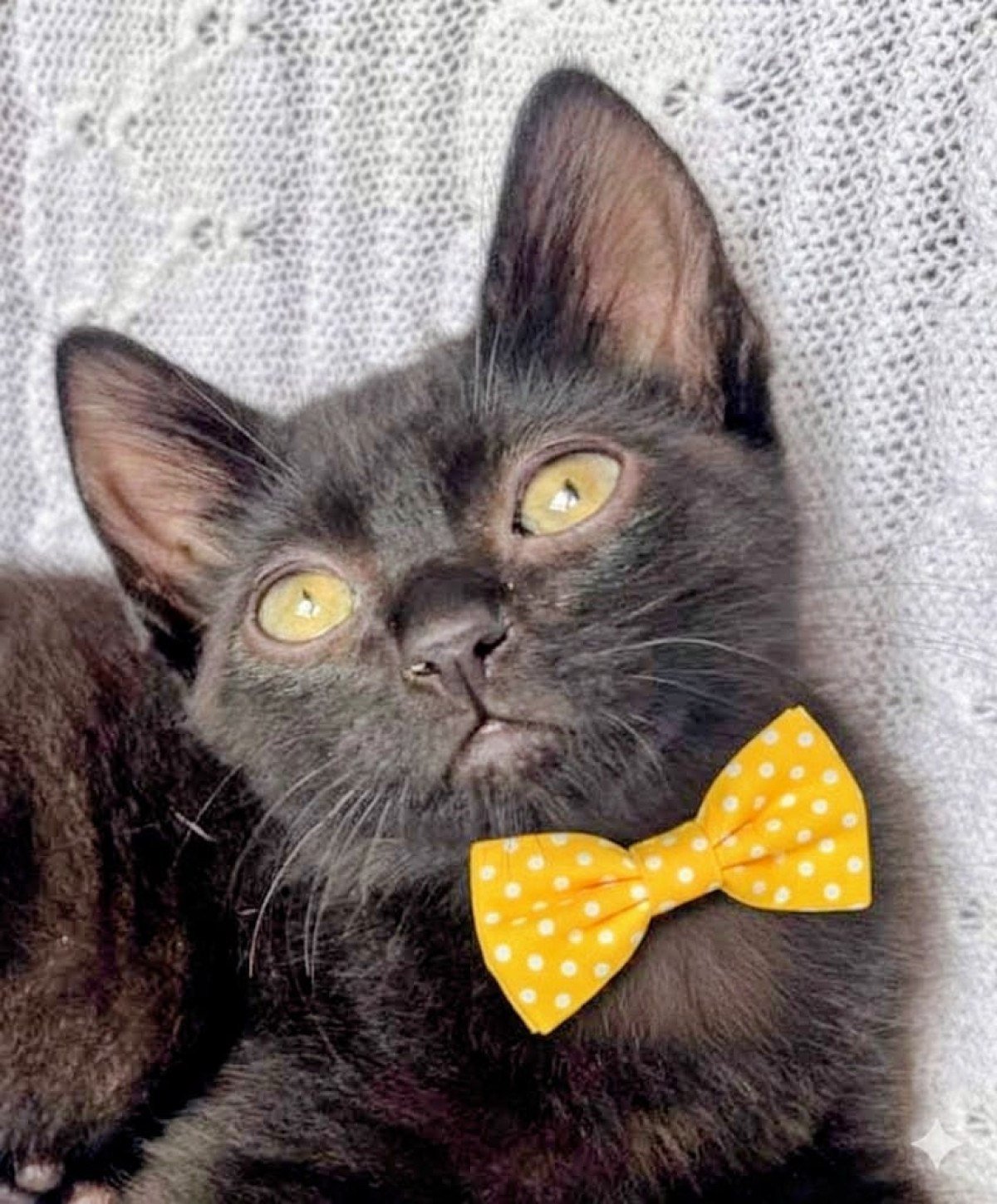 A ação acontece das 10h30 às 17h, na loja da varejista Cobasi, da Avenida Nossa Senhora do Carmo, 1700, Bairro Savassi-SMPA/Divulgação