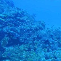 O universo oculto das criaturas que vivem nas profundezas dos oceanos - Reprodução de vídeo TV NE2