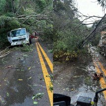 Árvore cai em cima de caminhão na MGC-120 durante chuva; veja vídeo - Redes sociais
