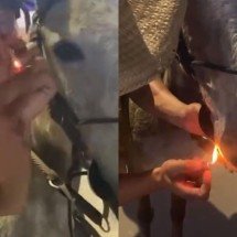 Maus-tratos: homens que acenderam cigarro em boca de mula são autuados - PMMG/Divulgação