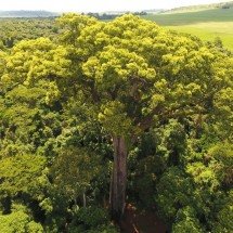 Árvores monumentais que impressionam por idade, tamanho e valor ecológico - reprodução
