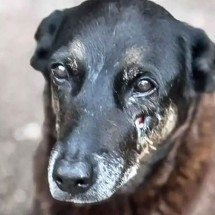 Atacado na Praia Brava, em Santa Catarina, em 4 de janeiro, o cão comunitário Orelha teve que ser submetido a eutanásia devido à gravidade dos ferimentos -  (crédito: Polícia de Santa Catarina/Divulgação)