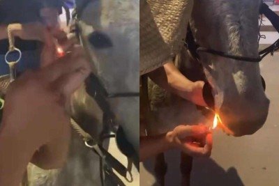 A Polícia Militar de Meio Ambiente identificou e autuou os homens que gravaram um vídeo acendendo um cigarro na boca de uma mula -  (crédito: PMMG/Divulgação)