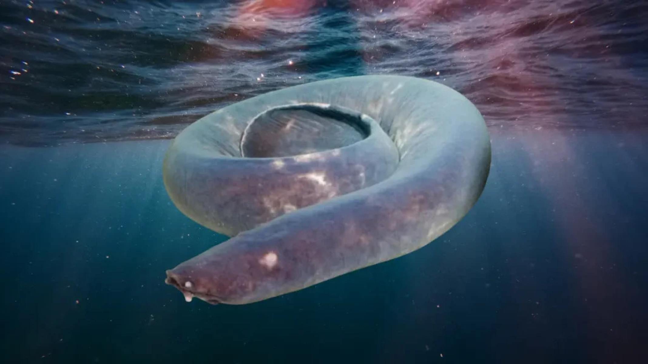 Conheça o estranho peixe-bruxa, que tem três corações e cospe lama - Portal Giro 10