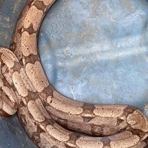 A jiboia, apesar de assustar por suas dimensões, não é venenosa. Para se alimentar, ela mata a presa por meio da constrição -  (crédito: CBMMG)