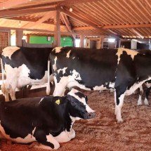 Setor leiteiro contesta importação de leite em pó do Mercosul - RUBINEI SANTOS/DIVULGA&Ccedil;&Atilde;O