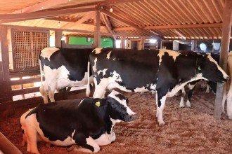 Setor leiteiro contesta importação de leite em pó do Mercosul