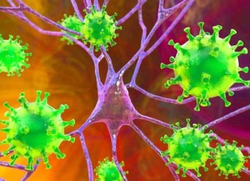 Nipah e o risco de pandemia: mutação torna tudo mais perigoso -  (crédito: Portal Giro 10)