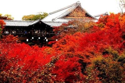 <p>Algumas plantas são vermelhas por causa da presença de antocianinas, que protegem contra a radiação solar e atraem polinizadores. Elas se tornam muito chamativas e , em alguns casos, são associadas a uma simbologia de paixão e atração. </p>
 -  (crédito: Tim Notari wikimedia commons)