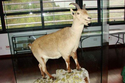 <p>Você sabia que existe um animal que já foi “extinto” duas vezes na história? Conheça o bucardo (ou íbex-dos-Pireneus).</p>
 -  (crédito: Wikimedia Commons/Jose Miguel Pintor Ortego)