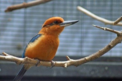 <p>Depois de quase 40 anos desaparecido da natureza, um pássaro dado como extinto voltou a se reproduzir em seu habitat natural.</p>
 -  (crédito: Flickr - Kjunstorm)