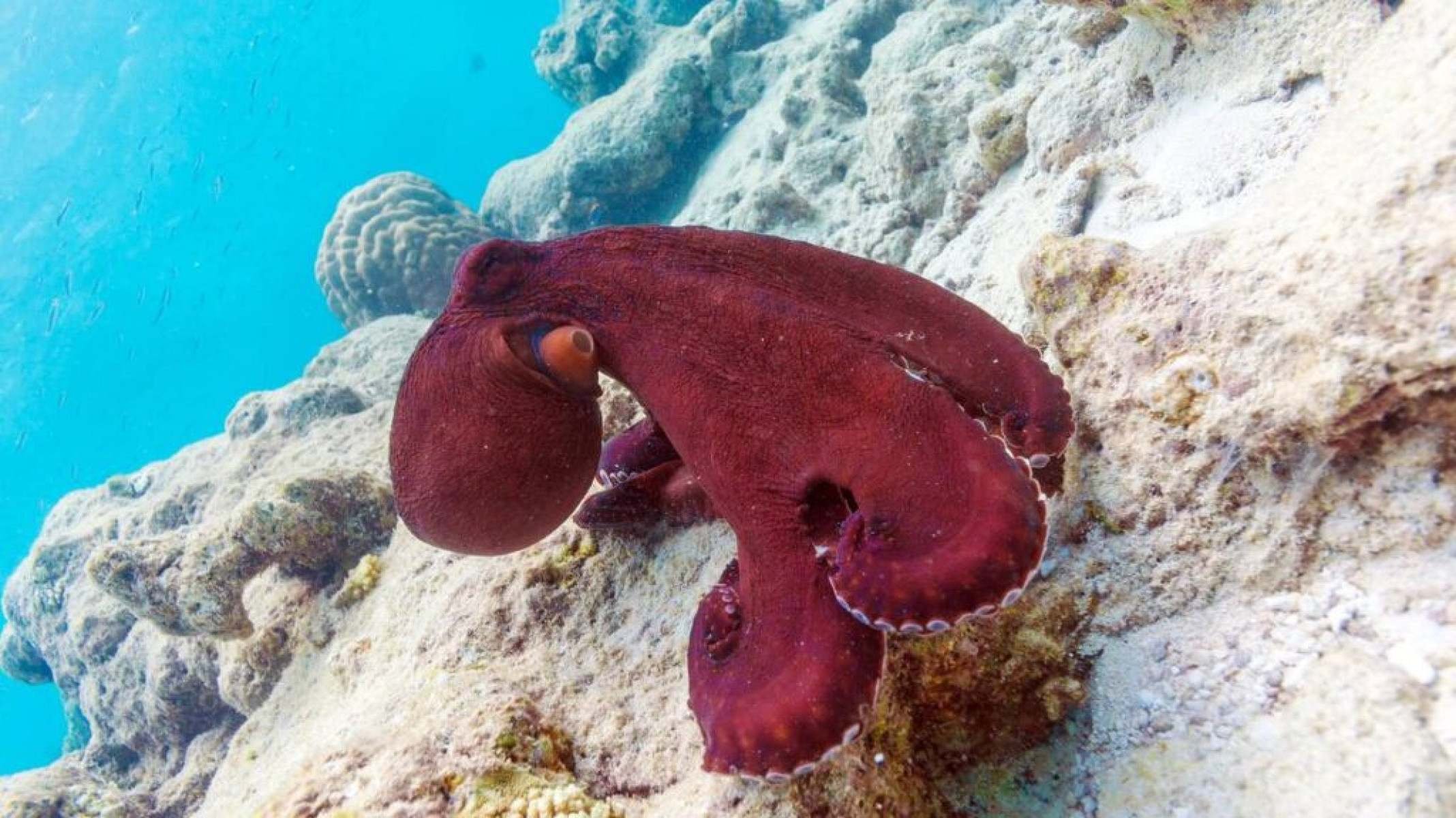 Choco, lula e polvo: saiba como distinguir esses animais marinhos - Portal Giro 10