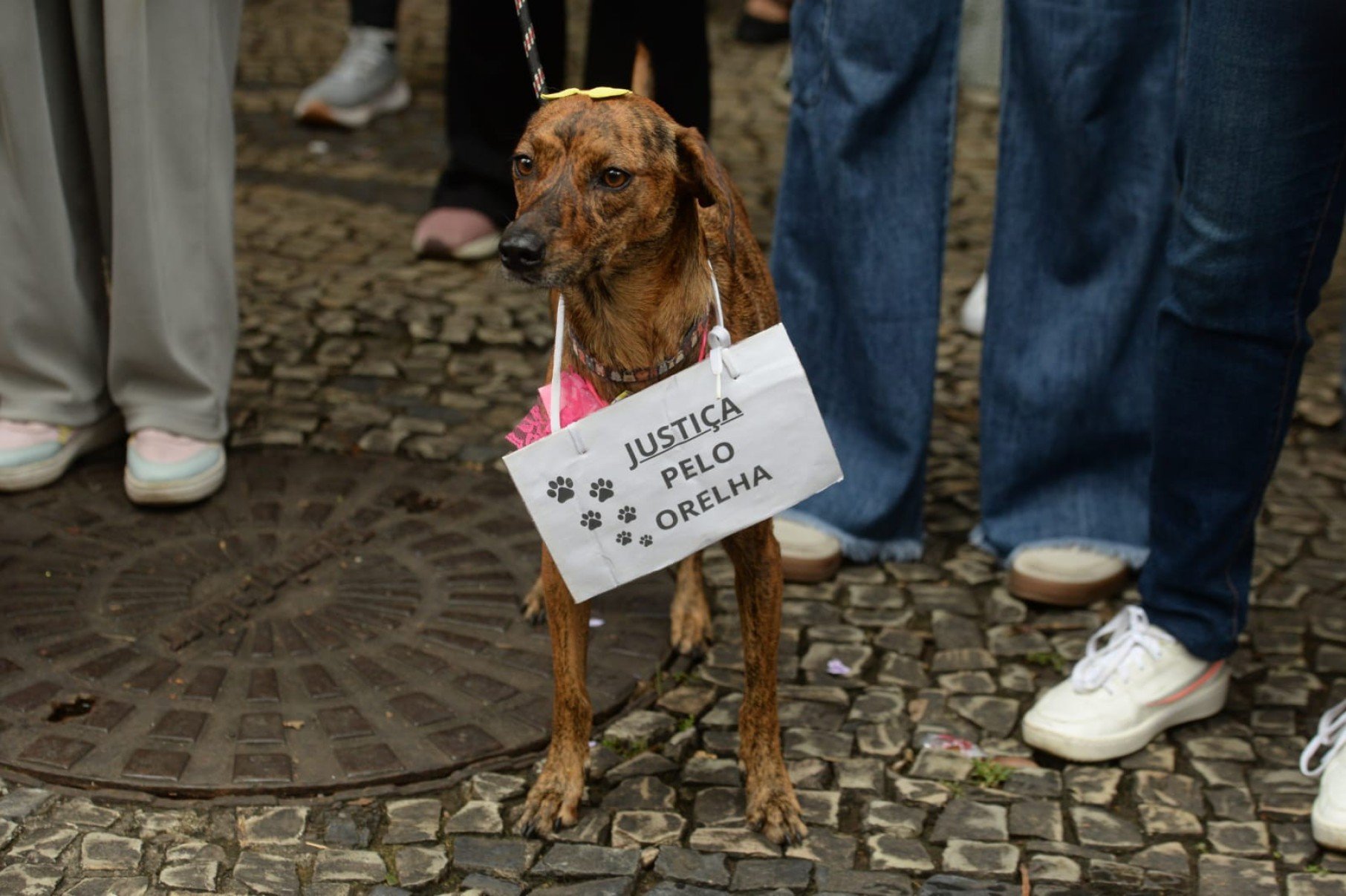 Manifestação na Feira Hippie, na Avenida Afonso Pena, no Centro de BH, pede justiça por Orelha. O cão comunitário foi morto a pauladas em Santa Catarina-Túlio Santos/EM/DA Press