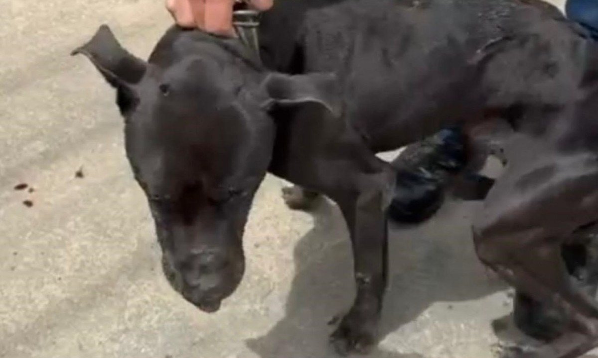 Cachorro foi socorrido e encaminhado a uma clínica veterinária -  (crédito: PMMG)