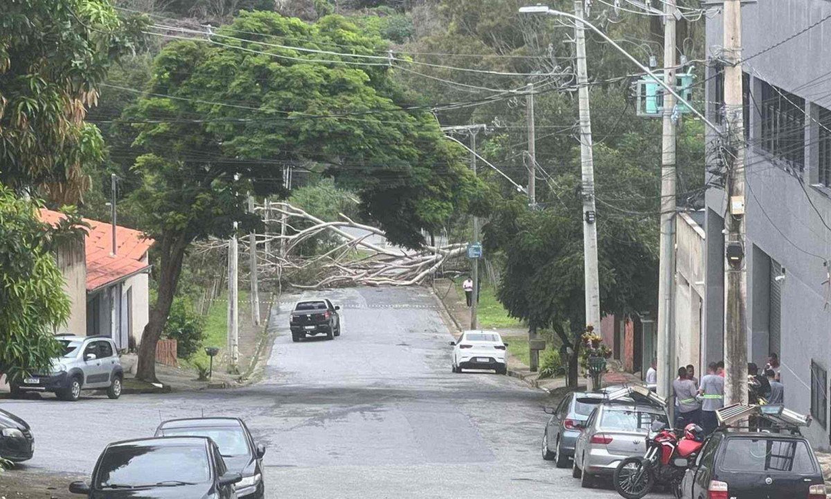 Com a queda da árvore de grande porte, cabos de energia se romperam e caíram ao solo ainda energizados -  (crédito: Edésio Ferreira/EM/D.A.Press)