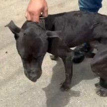 Juiz de Fora: homem confessa que tentou matar o próprio cão a pauladas