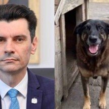 Cão Orelha: delegado de SC rebate críticas e ataca esquerda - Reprodução/Redes sociais