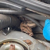 A jiboia, apesar de assustar por suas dimensões, não é venenosa -  (crédito: CBMMG)