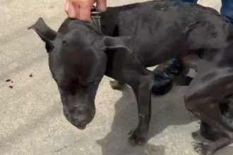 Juiz de Fora: homem confessa que tentou matar o próprio cão a pauladas