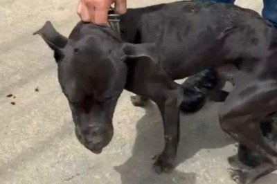 Cachorro foi socorrido e encaminhado a uma clínica veterinária -  (crédito: PMMG)