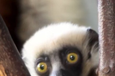 <p>Os lêmures estão na lista das espécies de animais sob ameaça de extinção no planeta. Por isso, quando um indivíduo nasce, é motivo de comemoração. É o que aconteceu com um filhote de lêmure-sifaka, recentemente, no zoológico Chester, em Cheshire, na Inglaterra.</p>
 -  (crédito: Reprodução/Instagram)