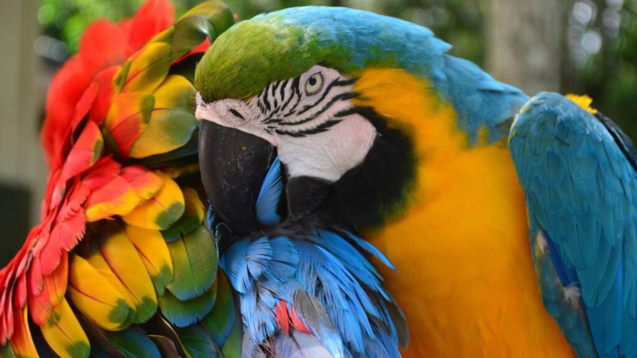 Espécies em perigo: o que está ameaçando a biodiversidade da América do Sul - Portal Giro 10