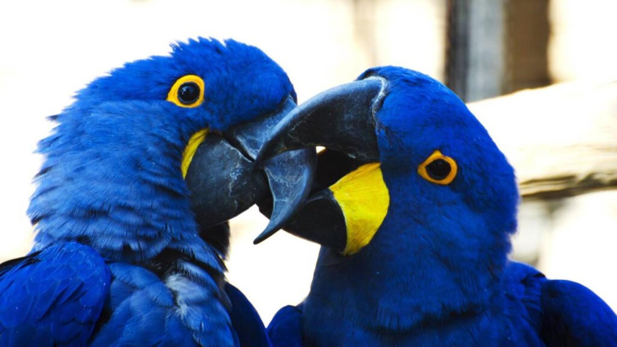 Carinho animal: espécies que se beijam e se abraçam no mundo selvagem - Portal Giro 10