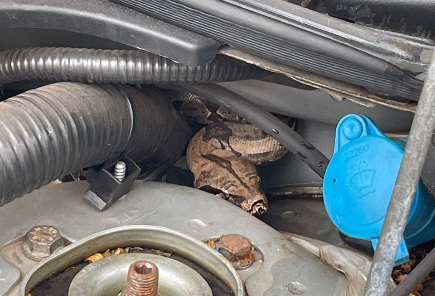 A jiboia, apesar de assustar por suas dimensões, não é venenosa -  (crédito: CBMMG)