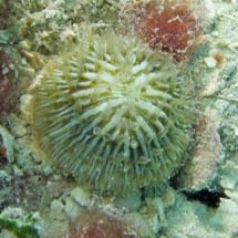 Coral que ‘caminha’ pelo oceano atrás de luz surpreende cientistas - wikimedia commons Anne Hoggett