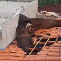 Vídeo: cavalos presos em telhado de casa são resgatados pelos bombeiros - Reprodução/CBMMG